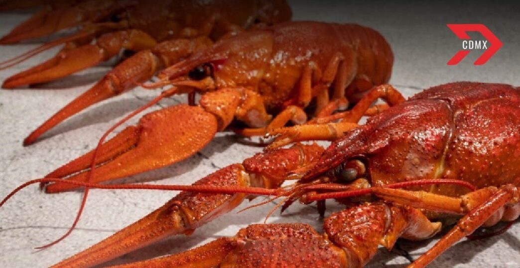 Pesca langosta Yucatán