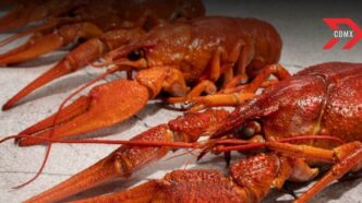 Pesca langosta Yucatán