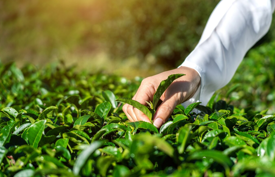 Expo Pro Agro Innovación 2025