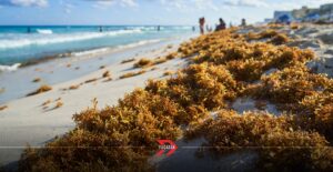 Turismo en Yucatán en picada por el sargazo en Quintana Roo: Cifras preocupan a empresarios