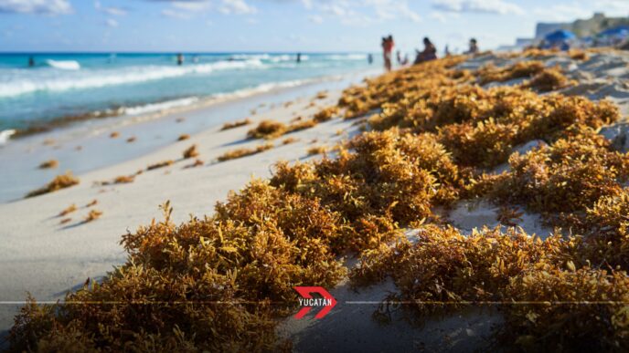 Turismo en Yucatán en picada por el sargazo en Quintana Roo: Cifras preocupan a empresarios