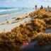 Turismo en Yucatán en picada por el sargazo en Quintana Roo: Cifras preocupan a empresarios