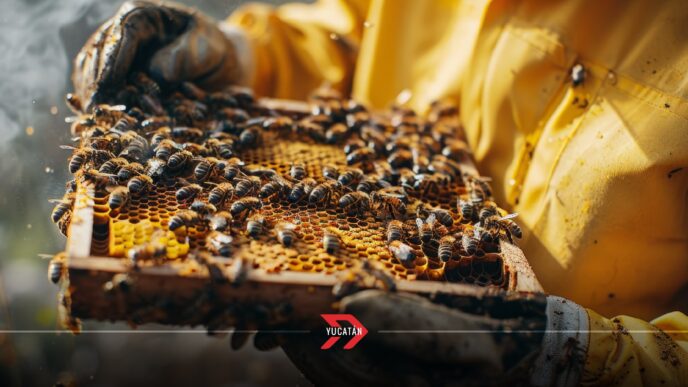 Valladolid, Yucatán, la ciudad líder en producción de miel y conservación de la cultura maya